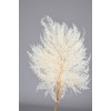 MINI FERN  16" x 10"  Bleached- 